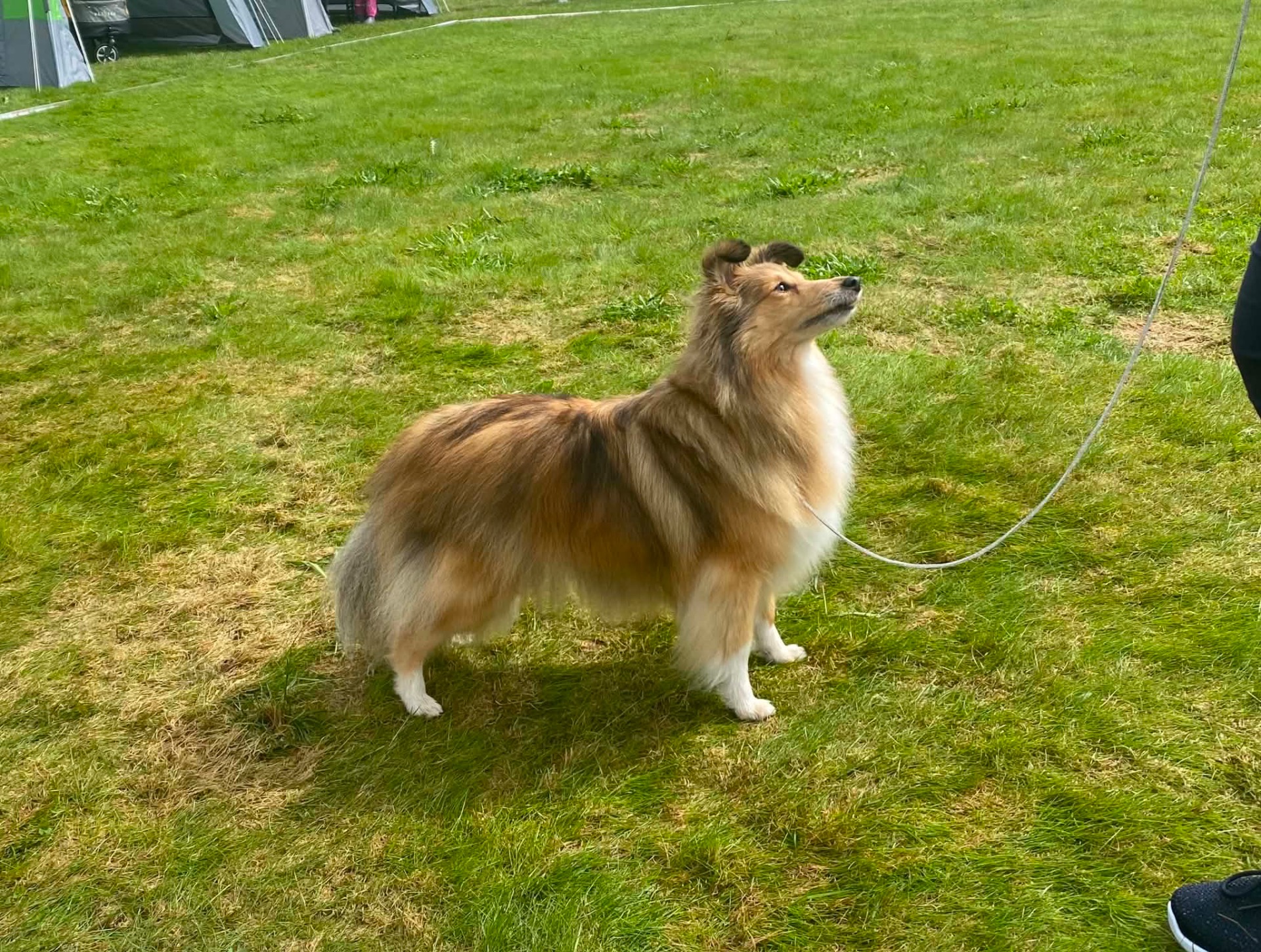 8,5 år gammel